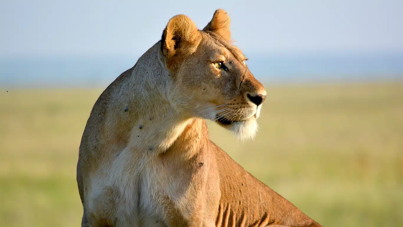 Nasera Rock Safari Guide