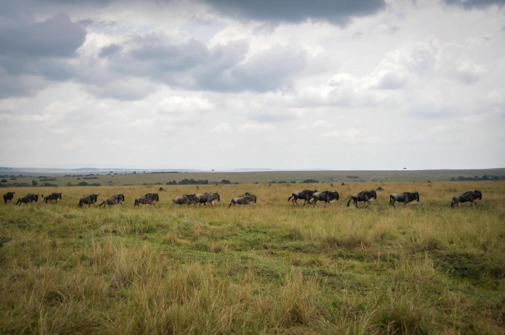 Upper Grumeti Woodlands Safari Guide