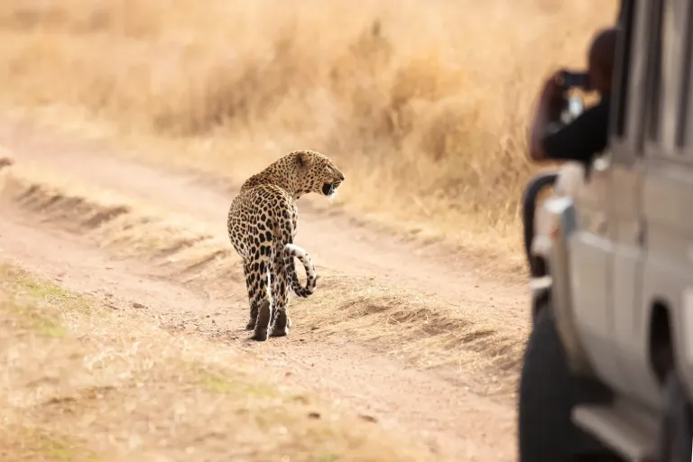 Naabi Hill Safari Guide
