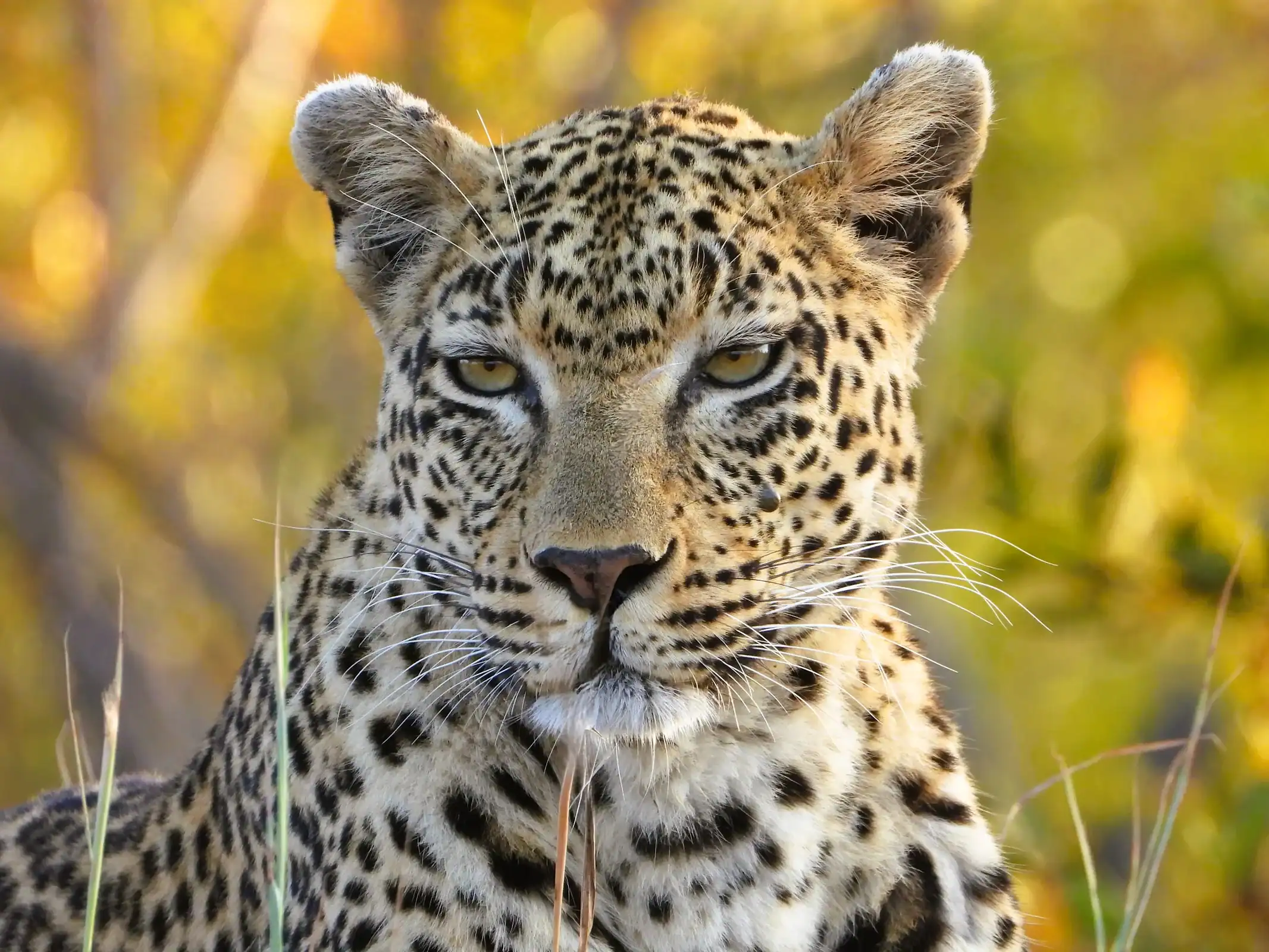 Angata Kiti Safari Guide