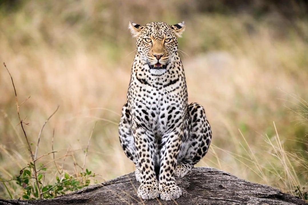 Gol Kopjes Safari Guide