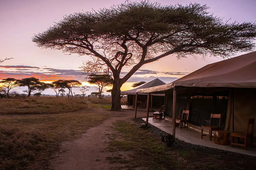 Serengeti National Park Safari Guide