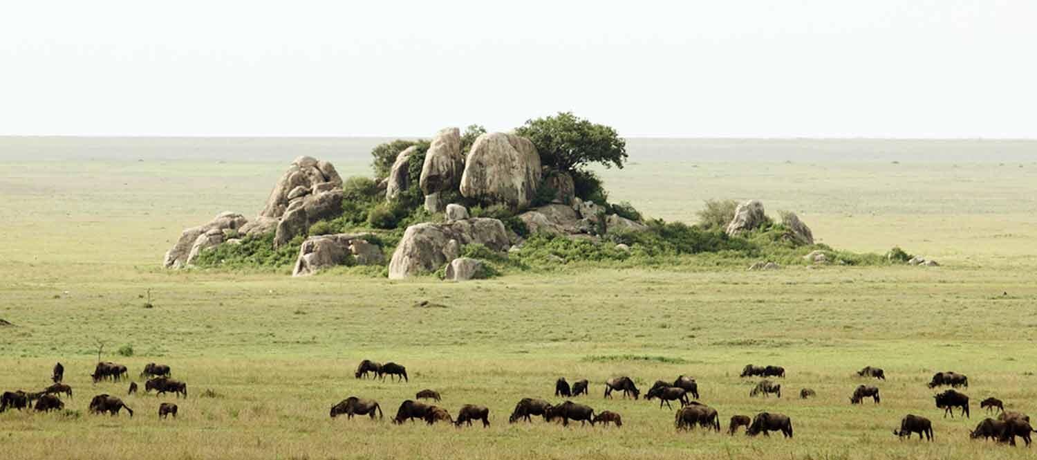 Gol Kopjes Safari Guide