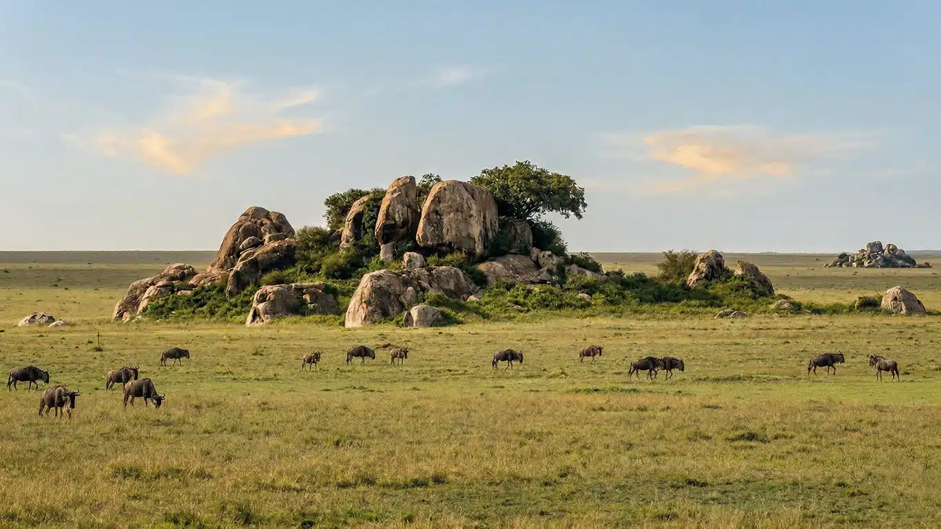 Angata Kiti Safari Guide