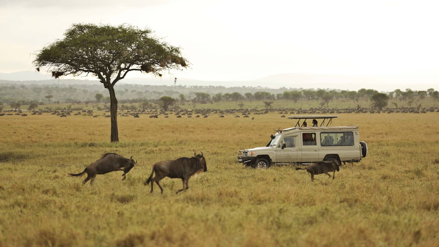 Maasai Kopjes Safari Guide