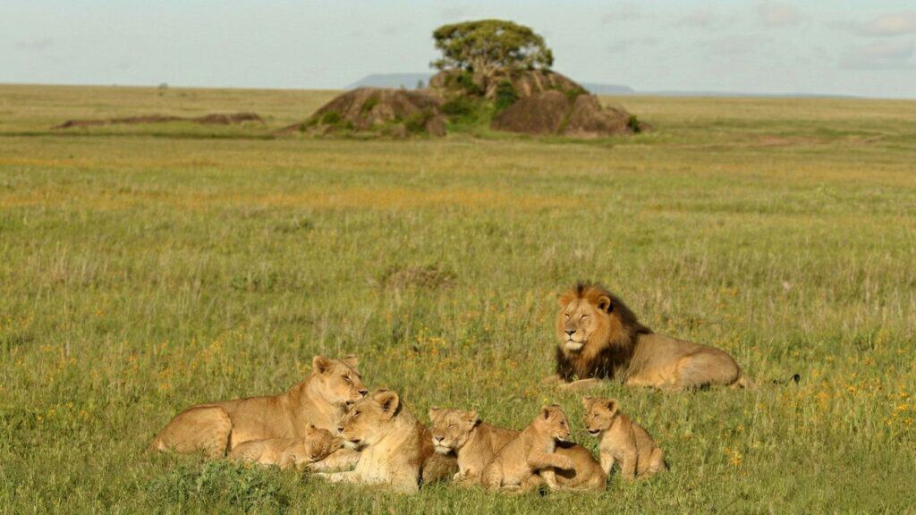 3-Day Serengeti Safari from Zanzibar