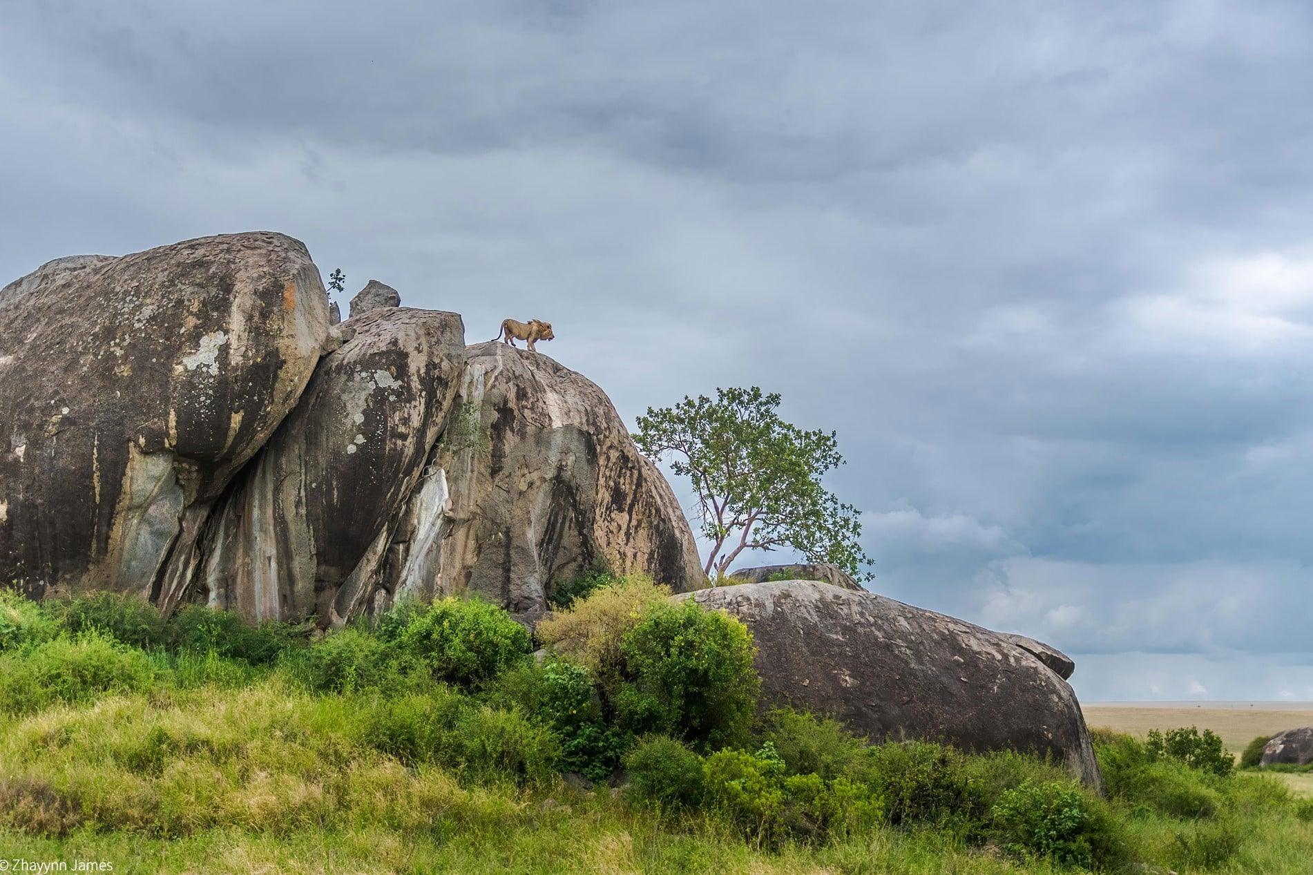 Gol Kopjes Safari Guide