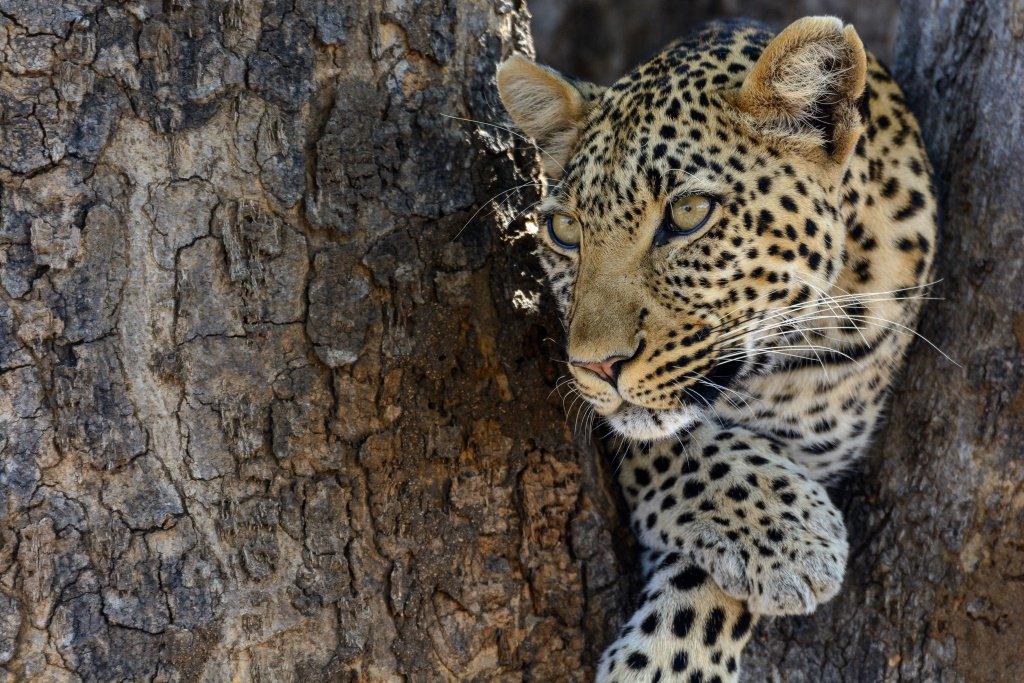 Bologonja Springs Safari Guide