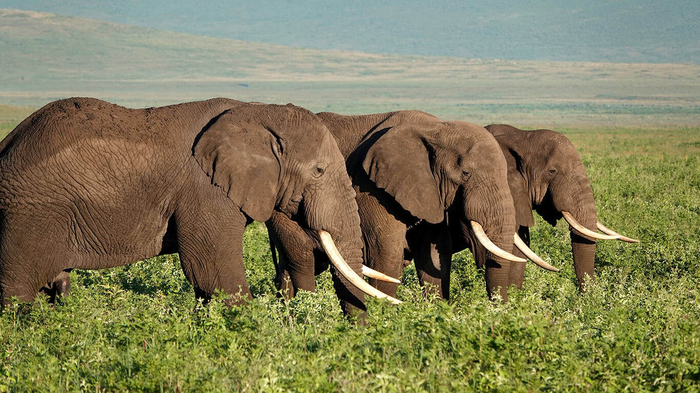 Serengeti National Park Safari Guide