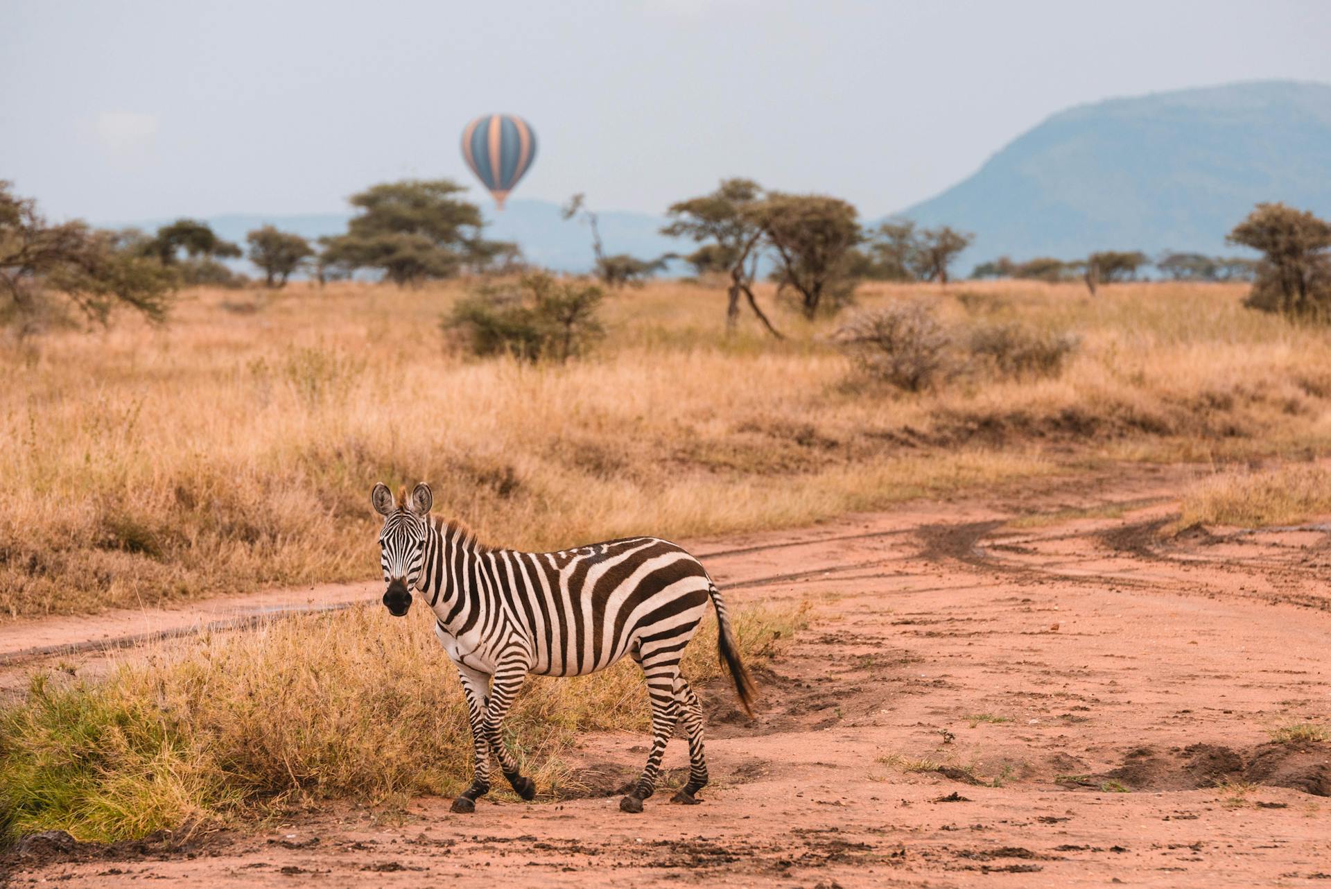 Barafu Gorge & Kopjes Safari Guide