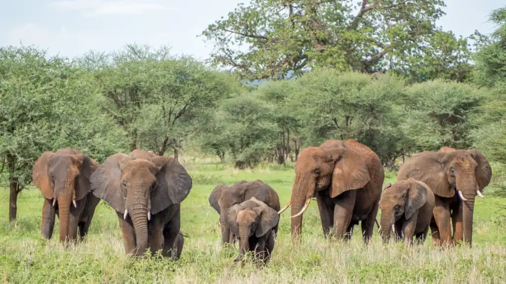 3-Day Tarangire & Ngorongoro Safari from Zanzibar