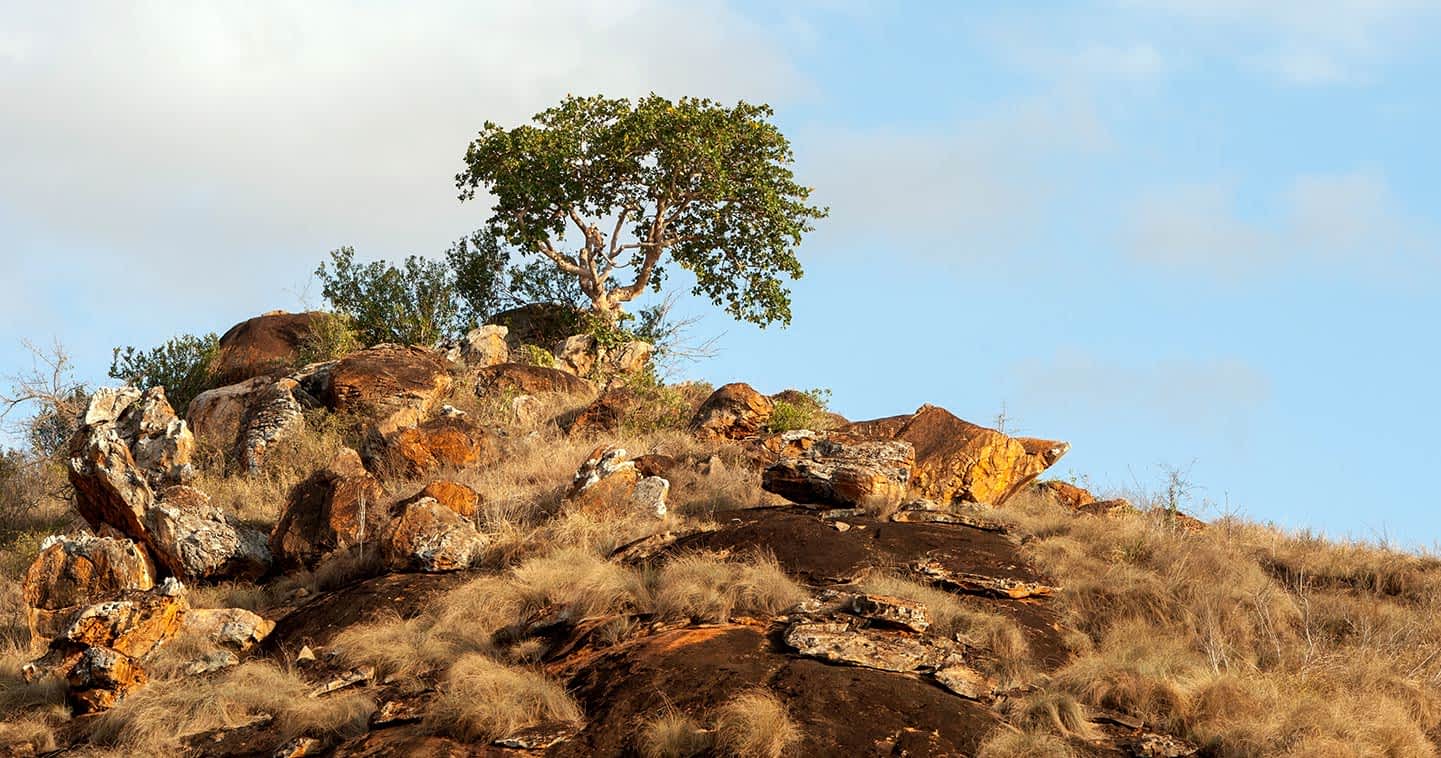 Naabi Hill Safari Guide