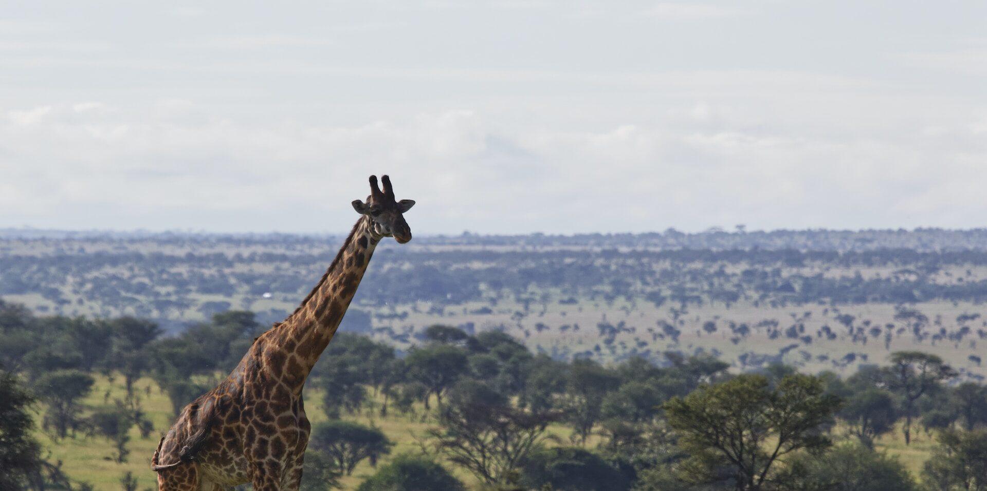Lemuta Hill & Waterhole Safari Guide