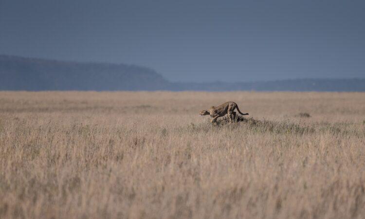 Mbalageti River Valley Safari Guide