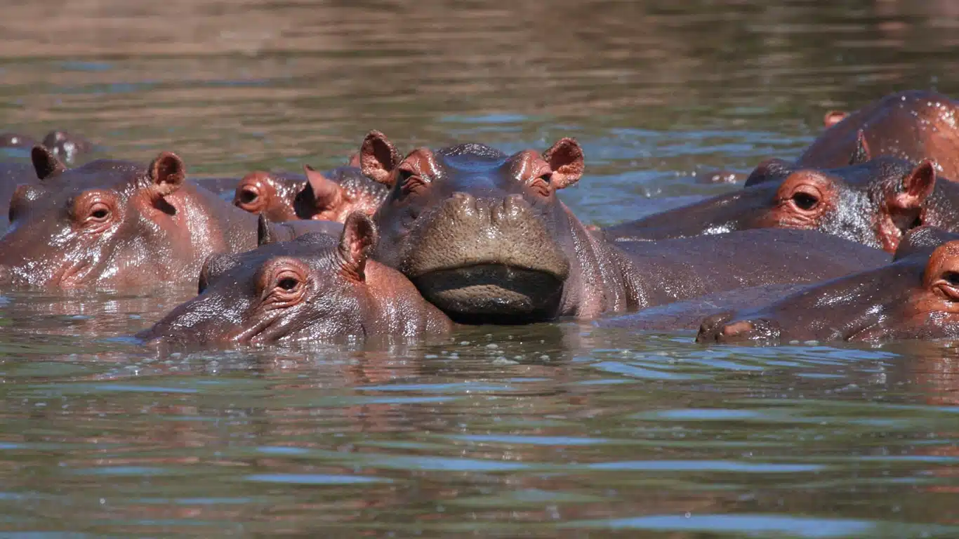 Bologonja Springs Safari Guide