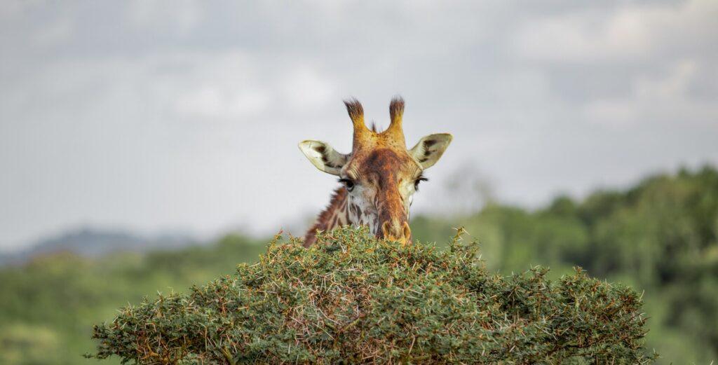 Upper Grumeti Woodlands Safari Guide