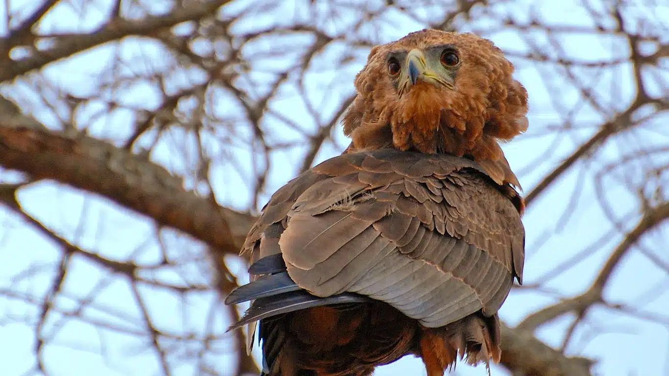 Upper Grumeti Woodlands Safari Guide