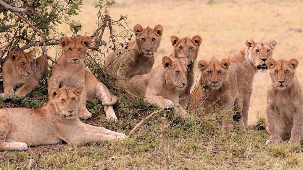 Musabi Plains Safari Guide
