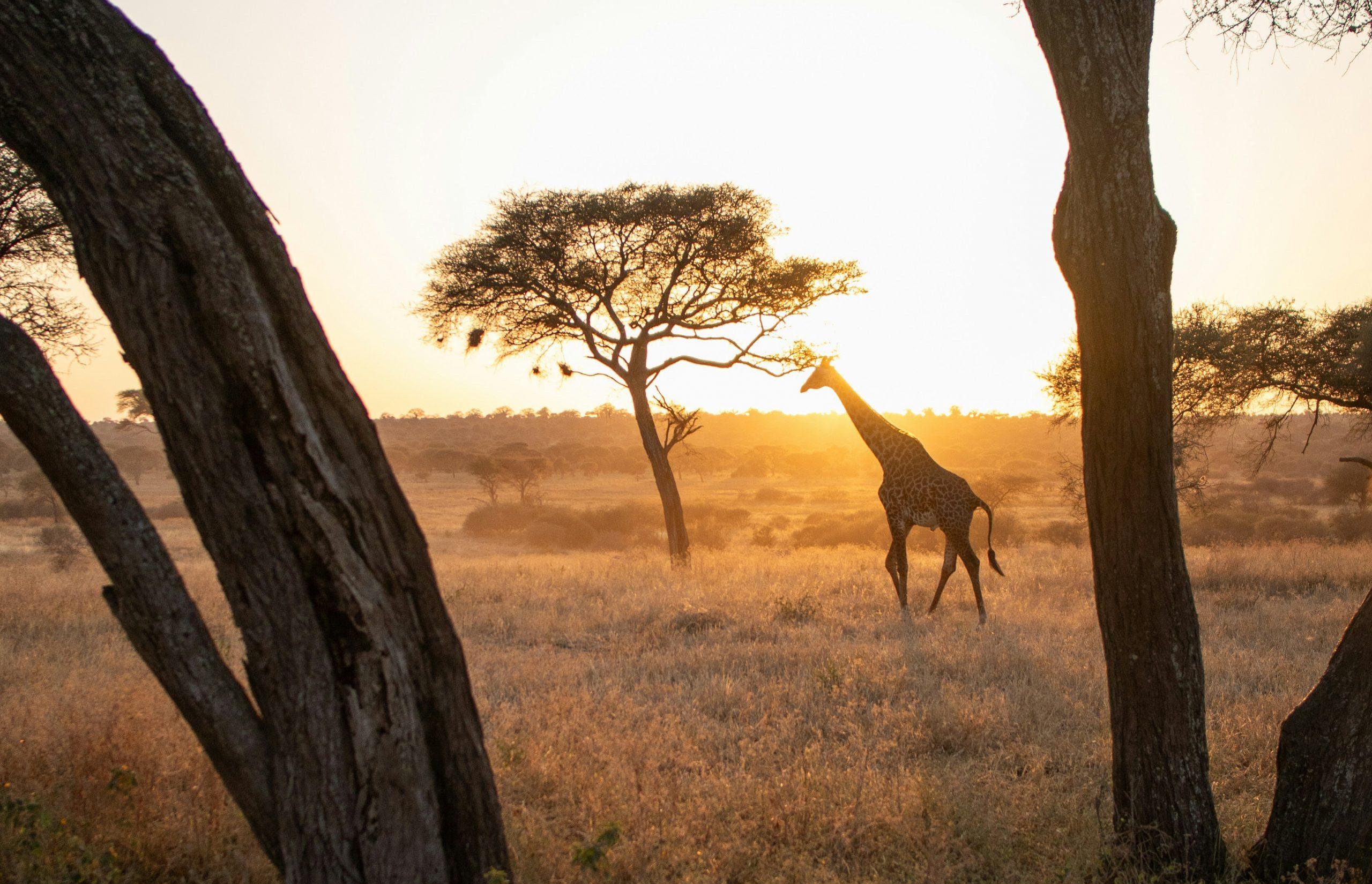 Central Serengeti Safari Guide
