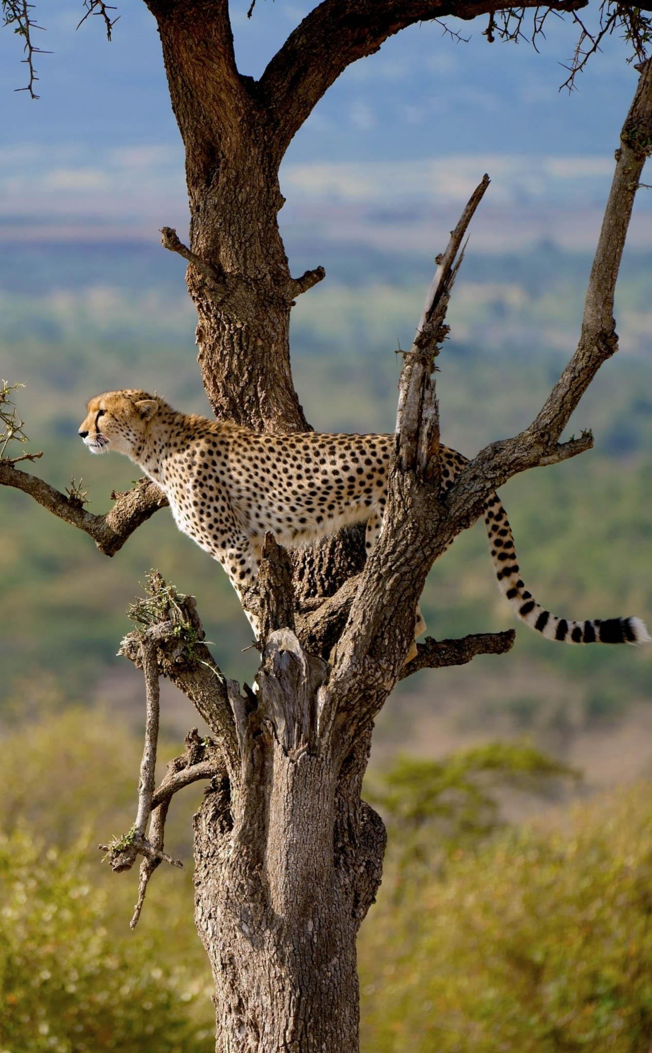 Olkarien Gorge Safari Guide