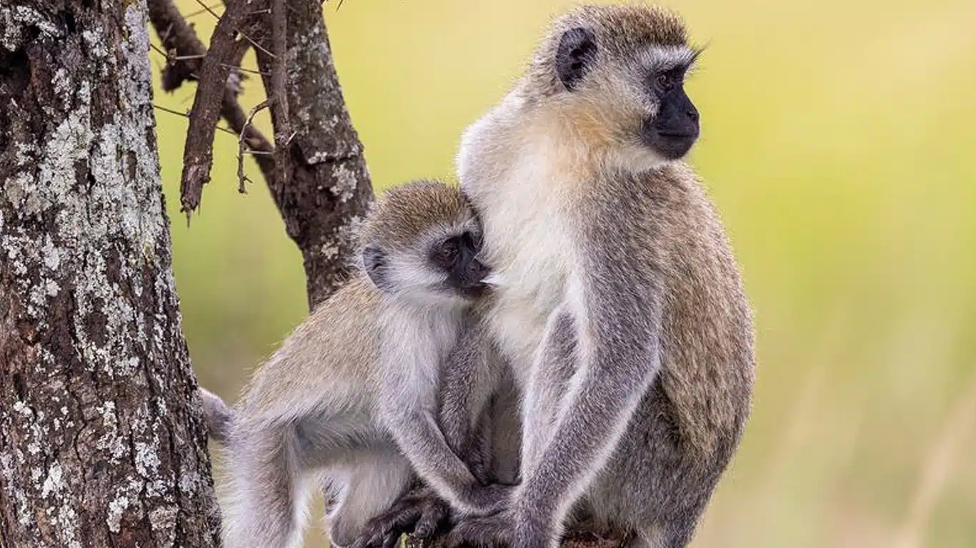 Bologonja Springs Safari Guide