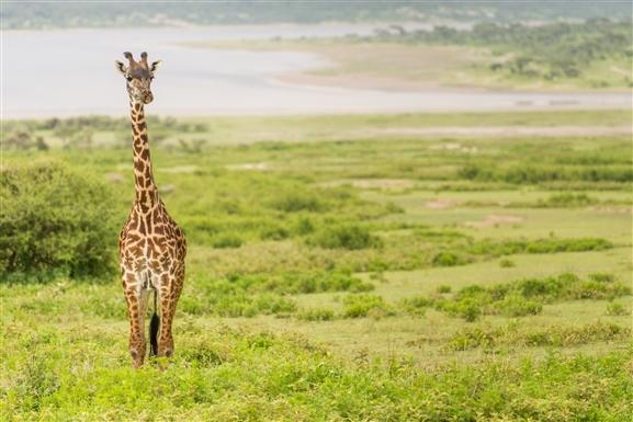 Bologonja Springs Safari Guide