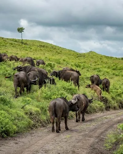 Arusha National Park Day Safari
