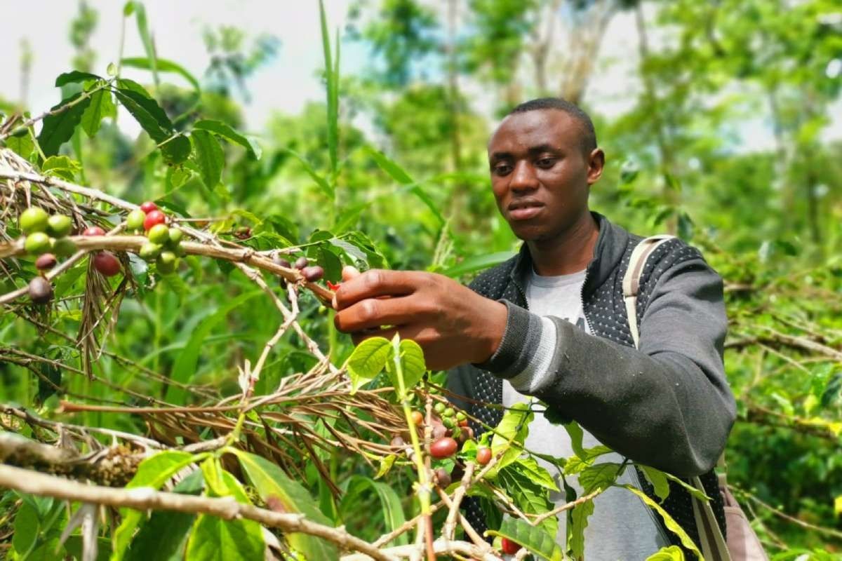 Chagga Cooking & Coffee Experience