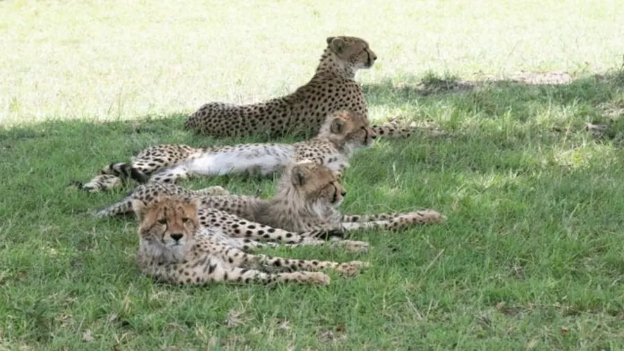 Makoma Hill Safari Guide