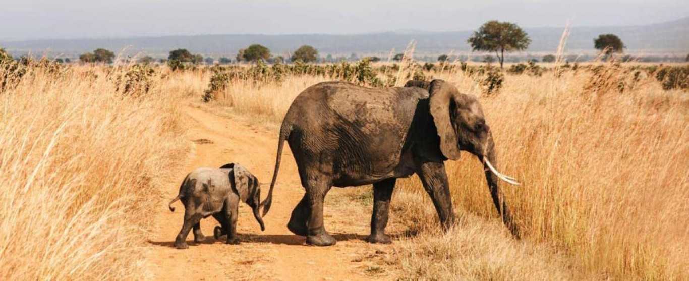 2-Day Mikumi Safari from Zanzibar