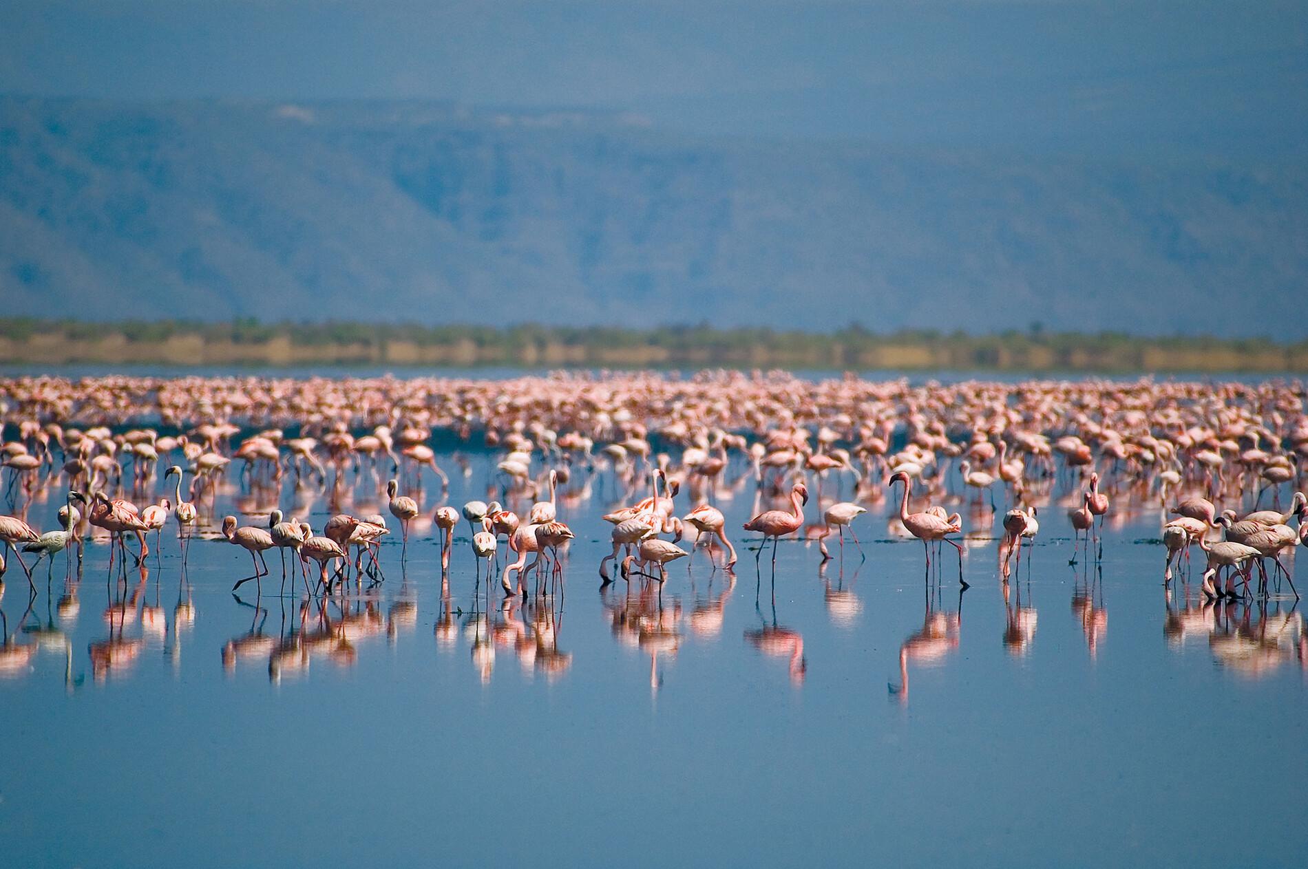 Lake Natron Safari Guide