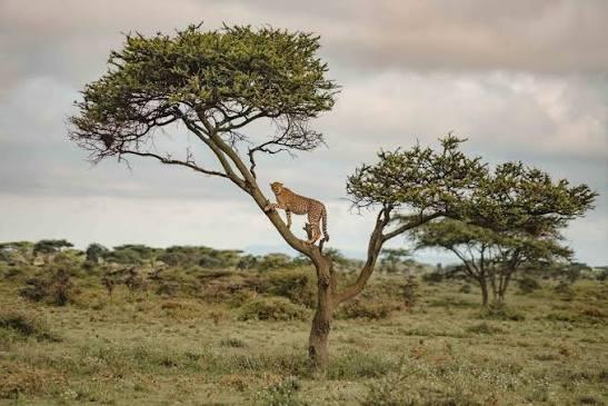 Wogakuria Safari Guide