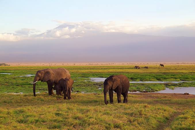 Arusha National Park Day Safari