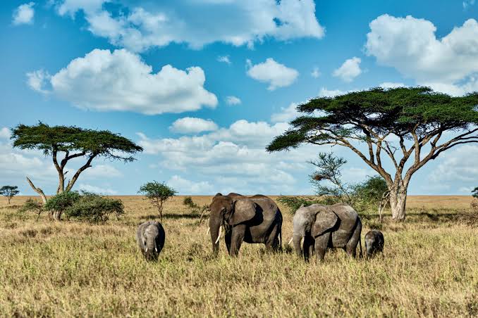 Moru Kopjes Safari Guide