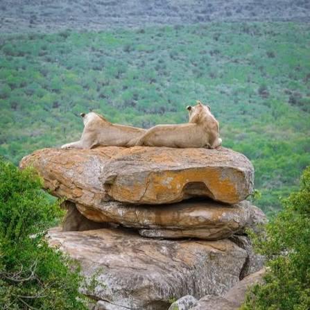 Moru Kopjes Safari Guide