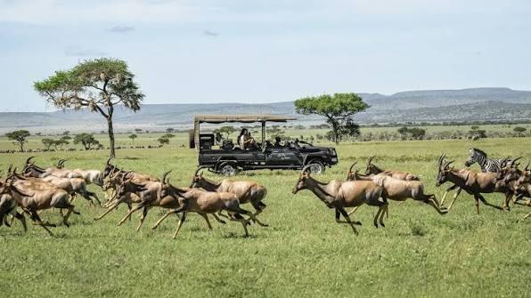 North Serengeti Safari Guide