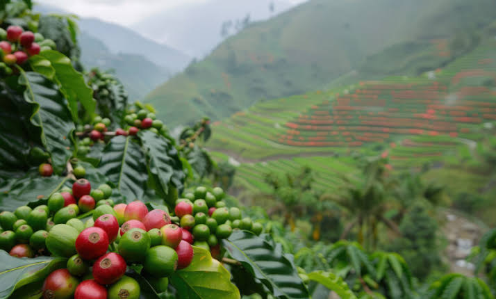 Chagga Cooking & Coffee Experience