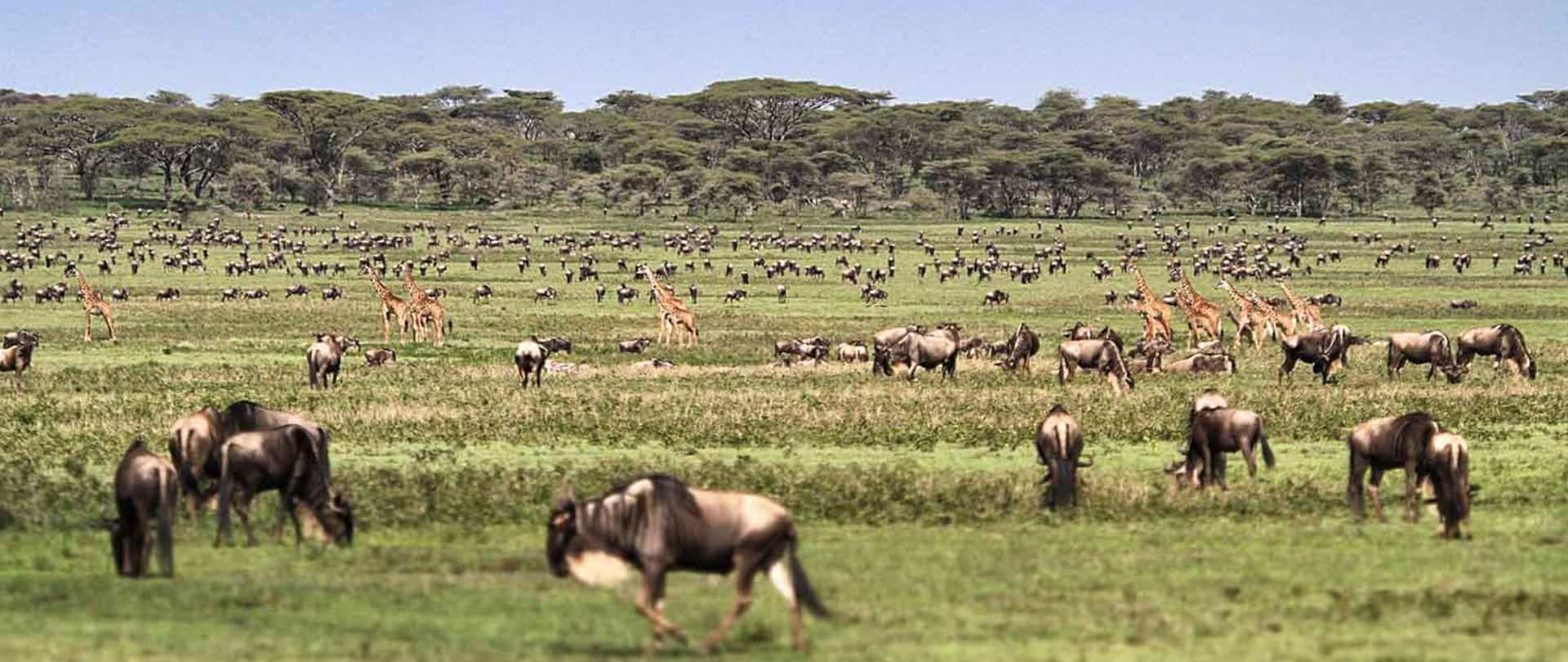 Kusini Plains Safari Guide