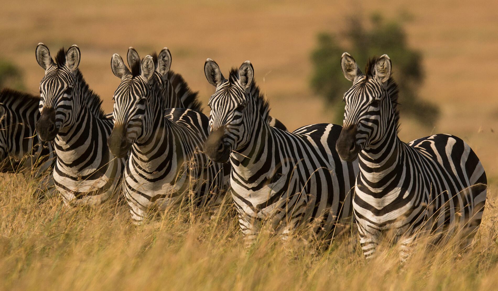 North Serengeti Safari Guide