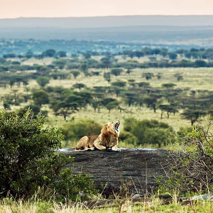 East Serengeti Safari Guide