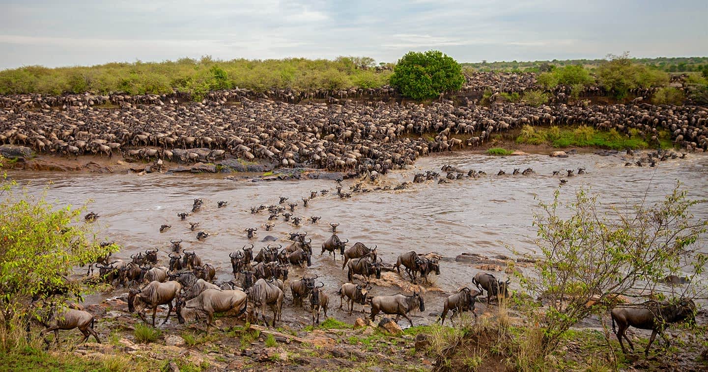 Mara River Safari Guide