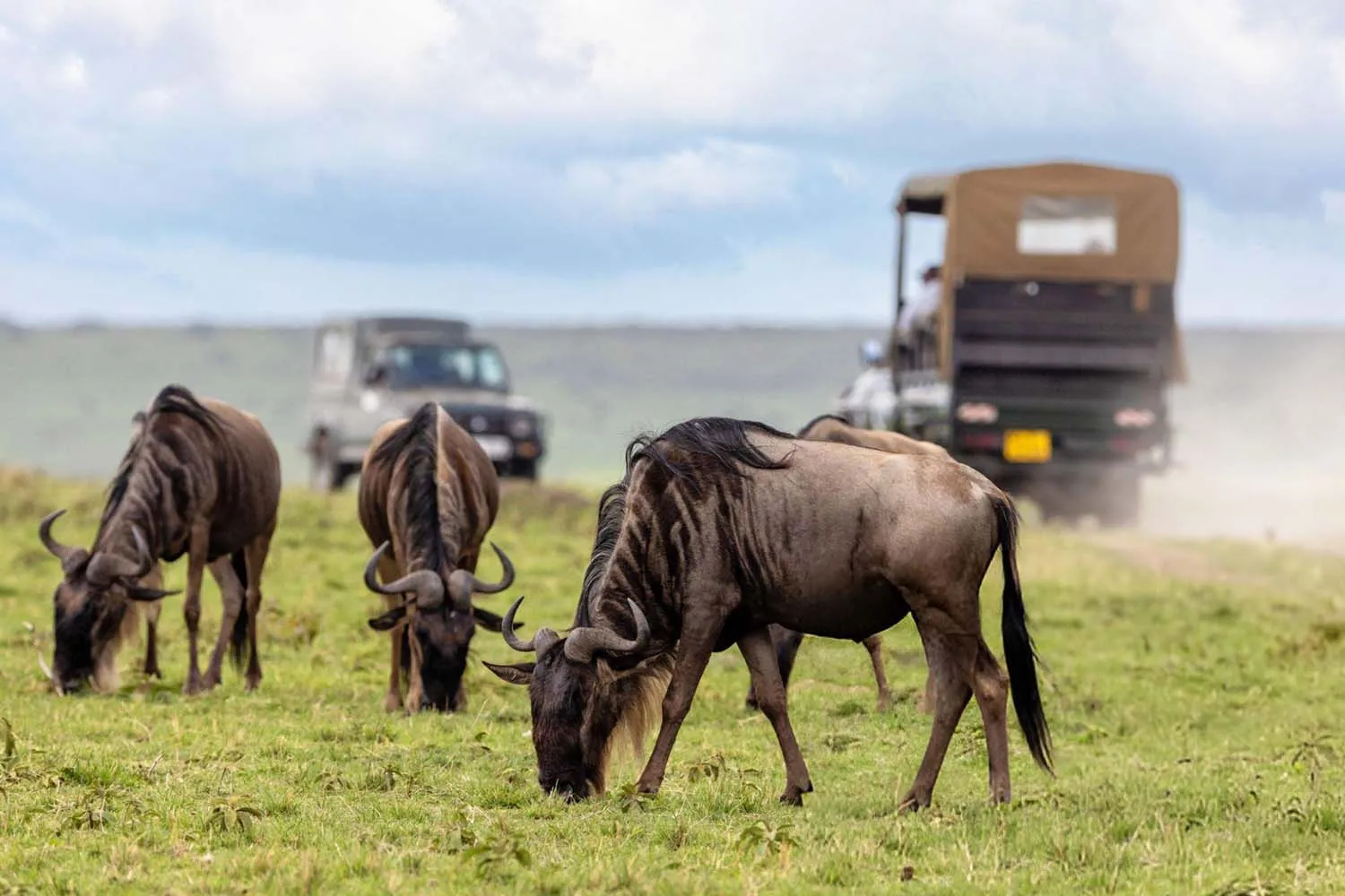 Maasai Kopjes Safari Guide