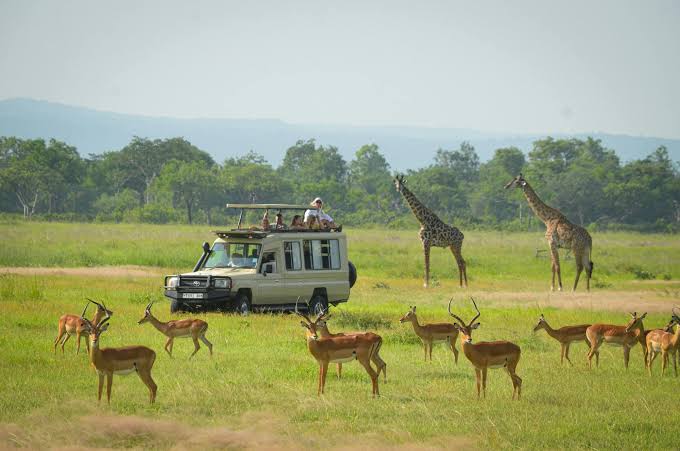 Arusha National Park Day Safari