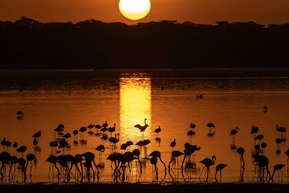 Lake Ndutu Safari Guide