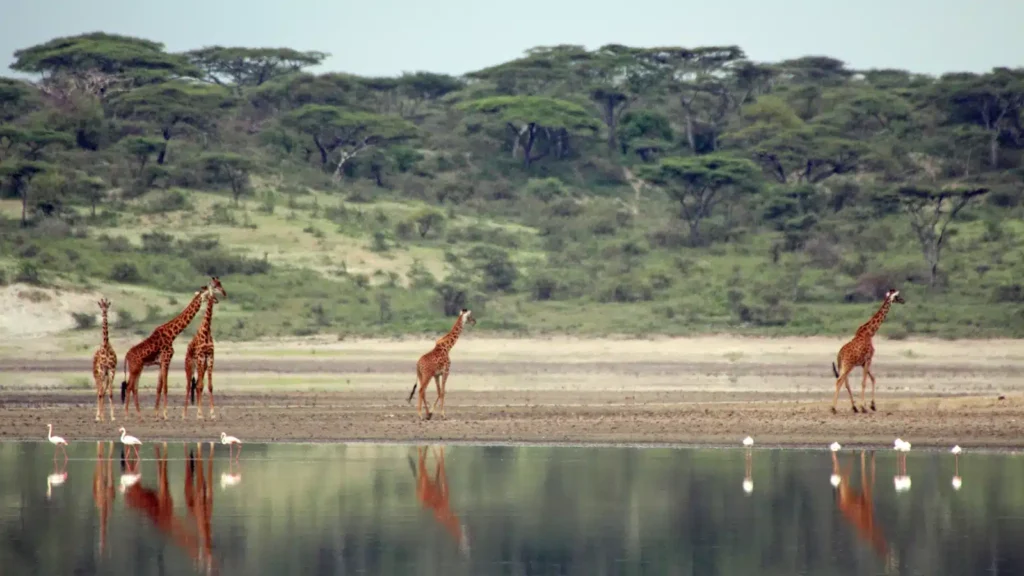 4-Day Great Northern Serengeti and Ngorongoro Crater