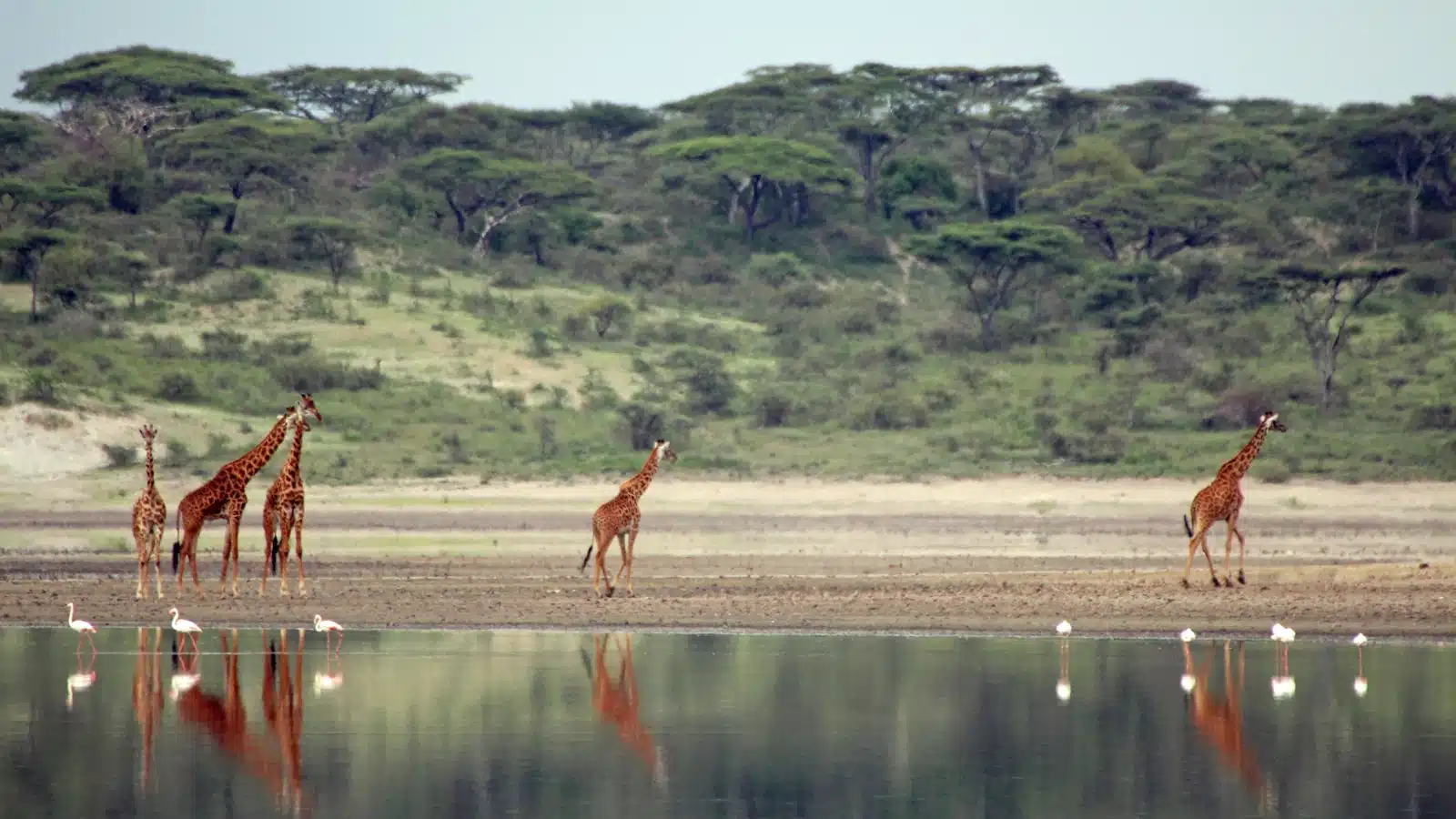 Lake Ndutu Safari Guide