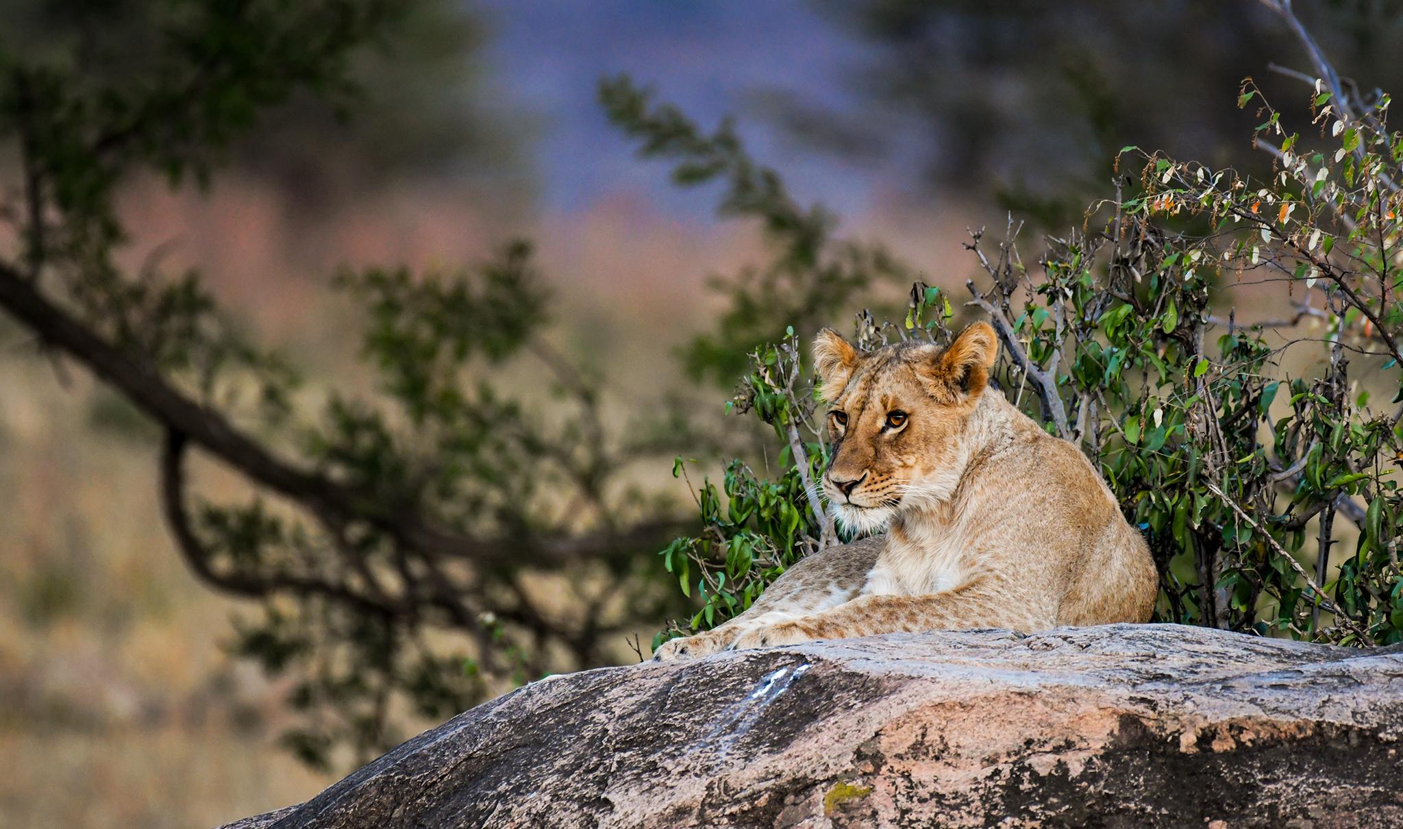 Serengeti National Park Safari Guide