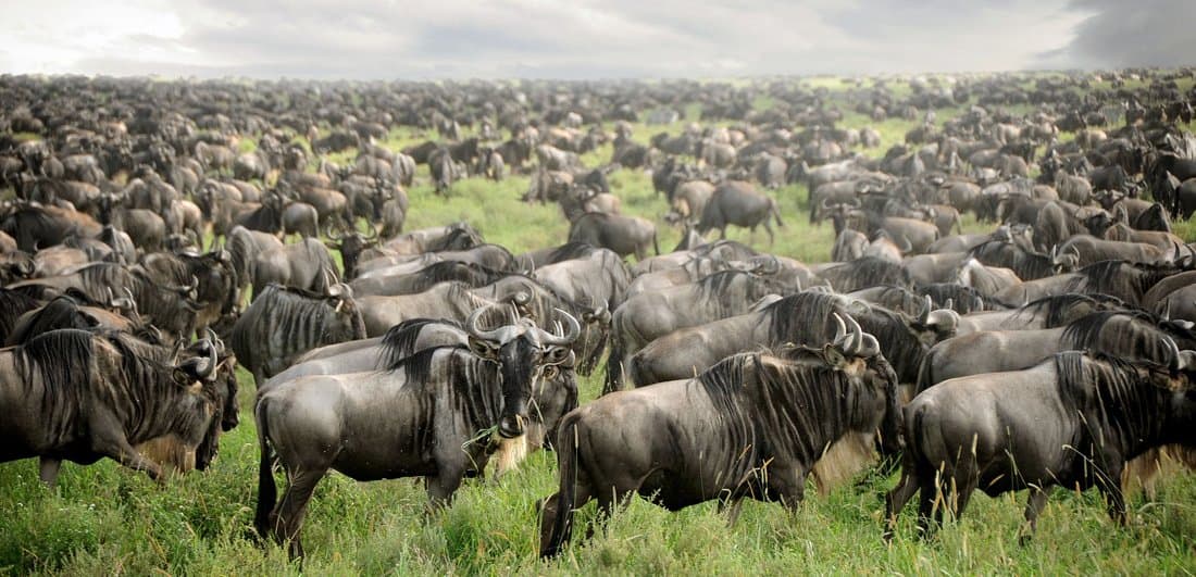 Serengeti National Park Safari Guide