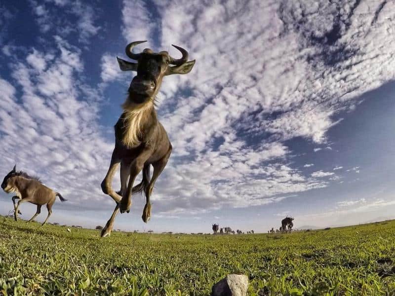 Musabi Plains Safari Guide