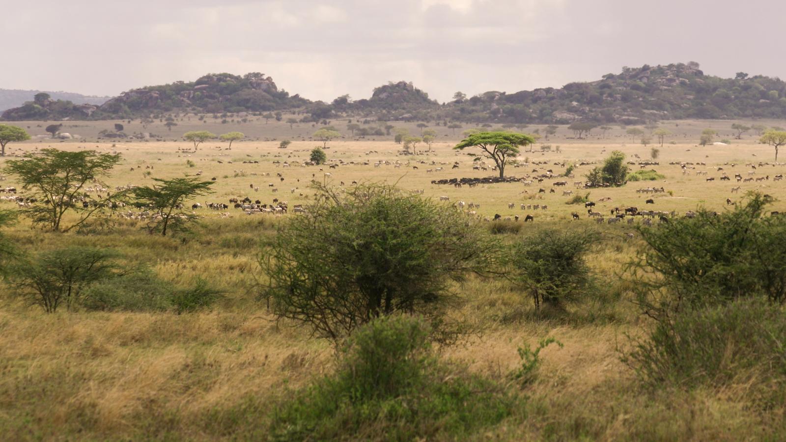 Angata Kiti Safari Guide
